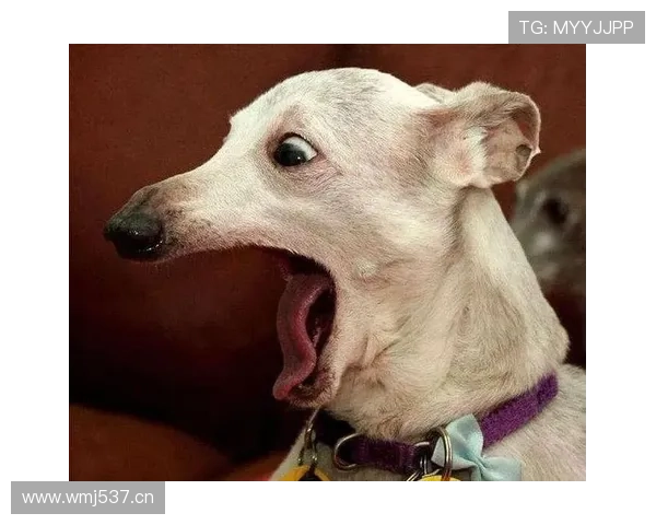 拉文家的狗都比我会花钱